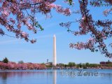 Kvetoucí třešeň a Washingtonův monument
