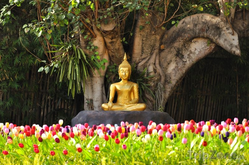 Fotka, Foto Zlatý buddha pod Stromem osvícení (Chiang Mai, Thajsko)