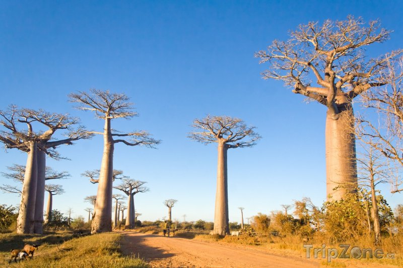 Fotka, Foto Morondava, alej baobabů (Madagaskar)