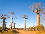 Morondava, alej baobabů