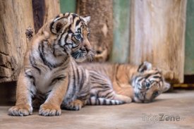 Mláďata tygra malajského, foto: Petr Hamerník, Zoo Praha