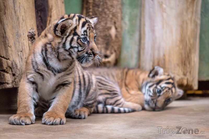 Fotka, Foto Mláďata tygra malajského, foto: Petr Hamerník, Zoo Praha