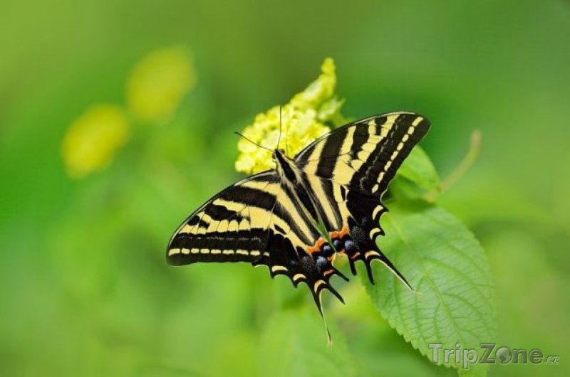 Fotka, Foto Motýli ve skleníku Fata Morgana, foto: Ondřej Prosický
