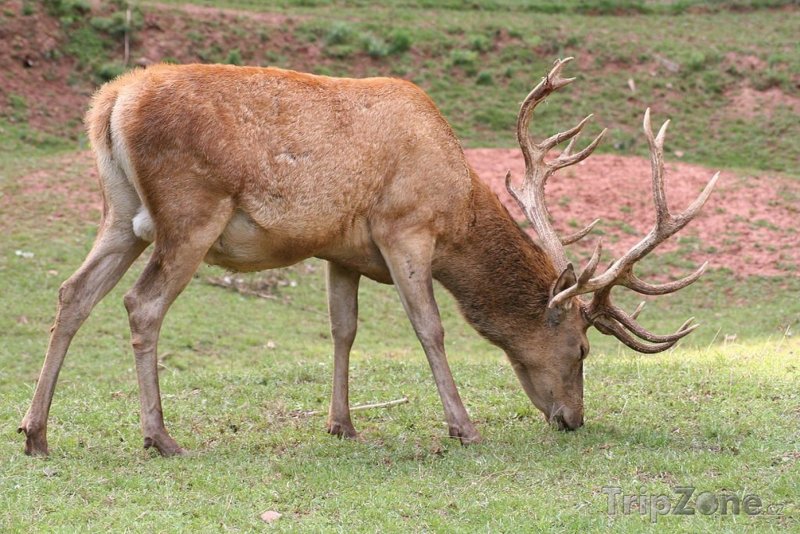 Fotka, Foto Obora jelena evropského má rozlohu 9 hektarů