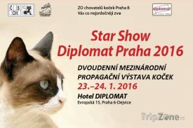 Výstava koček Star Show v hotelu Diplomat, foto: facebook.com