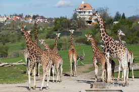 Zoo Praha vystupuje do své 86. sezony