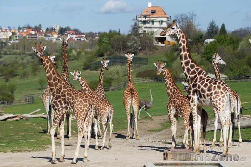 Fotka, Foto Zoo Praha vystupuje do své 86. sezony